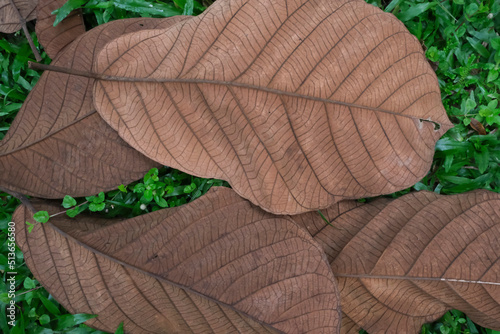 During dry spell foliage. Dry Leaves. Large leaf with veins texture background photo