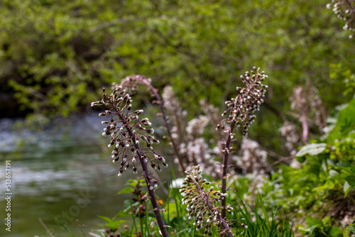 Petasites paradoxus flower in meadow, close up 