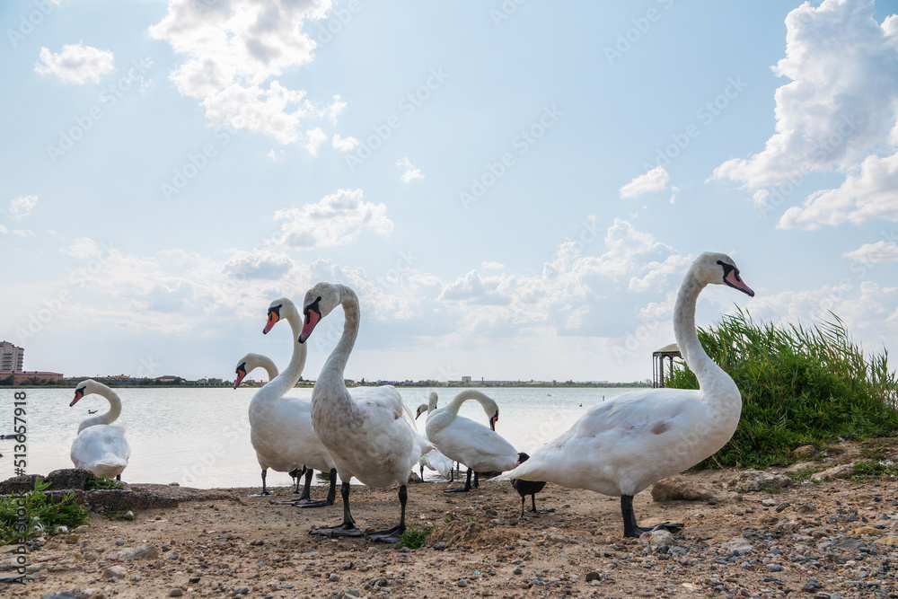 A large flock of graceful white swans swims in the lake., swans in the wild