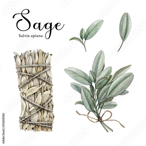 White sage herb watercolor illustration.Hand drawn dry salvia apiana herb bunch for spiritual practice, healing, relaxing and fresh leaves element. White sage herb set on white background photo