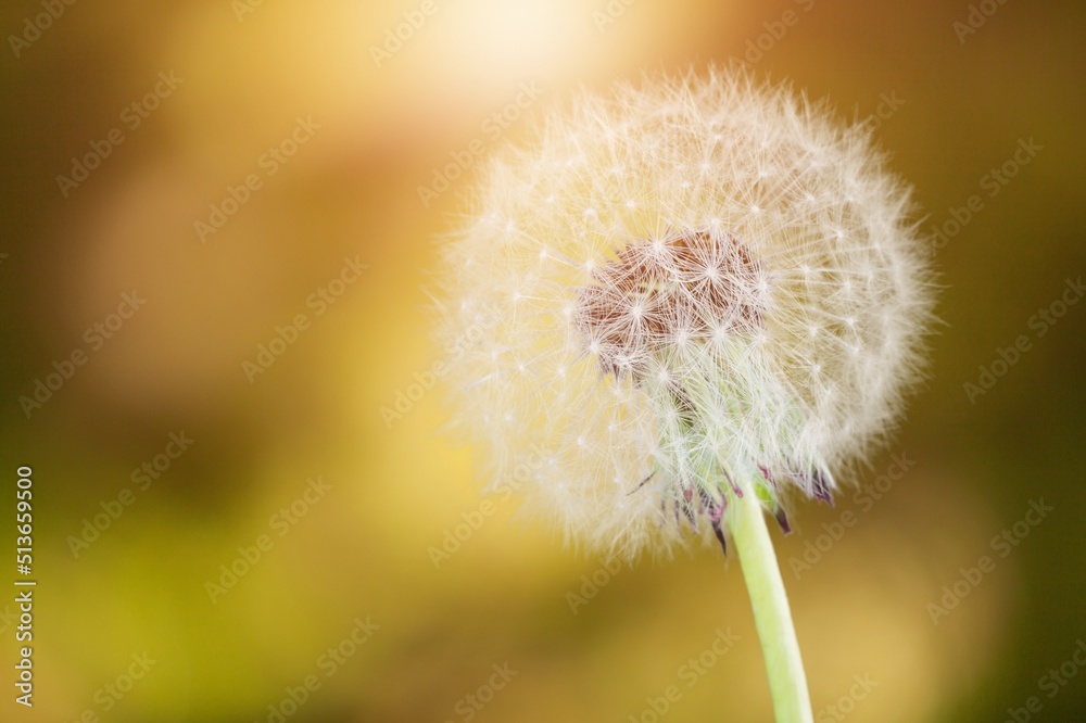 Fototapeta premium Macro with beautiful dandelion flower in grass