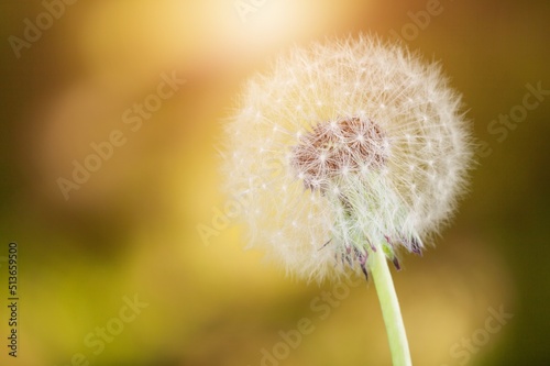 Macro with beautiful dandelion flower in grass