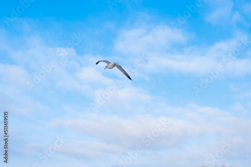 Birds flying in blue cloudy sky copy space © Наталья Добровольска
