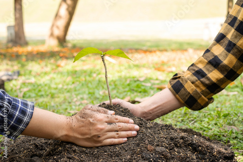 The hands of two people help each other are planting young seedlings on fertile ground  taking care of growing plants. World environment day concept  protecting nature