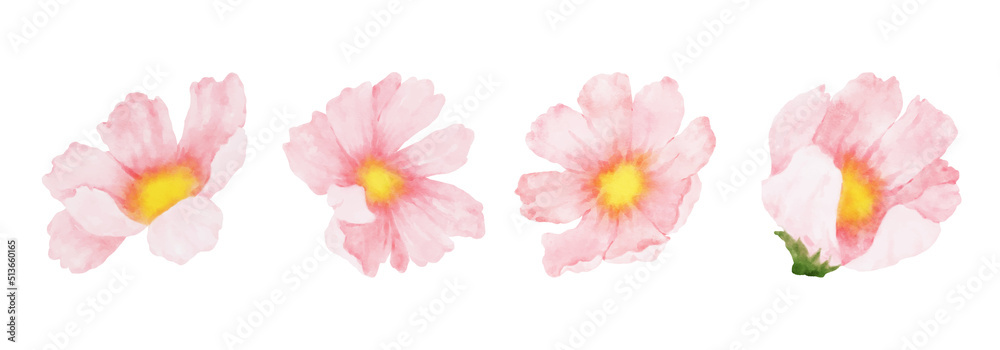 Cosmos Flowers Watercolor set. Collection of beautiful pink blossom flowers in watercolor style. Spring Floral design vector illustration