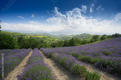 Lavender fields in piedmont italy