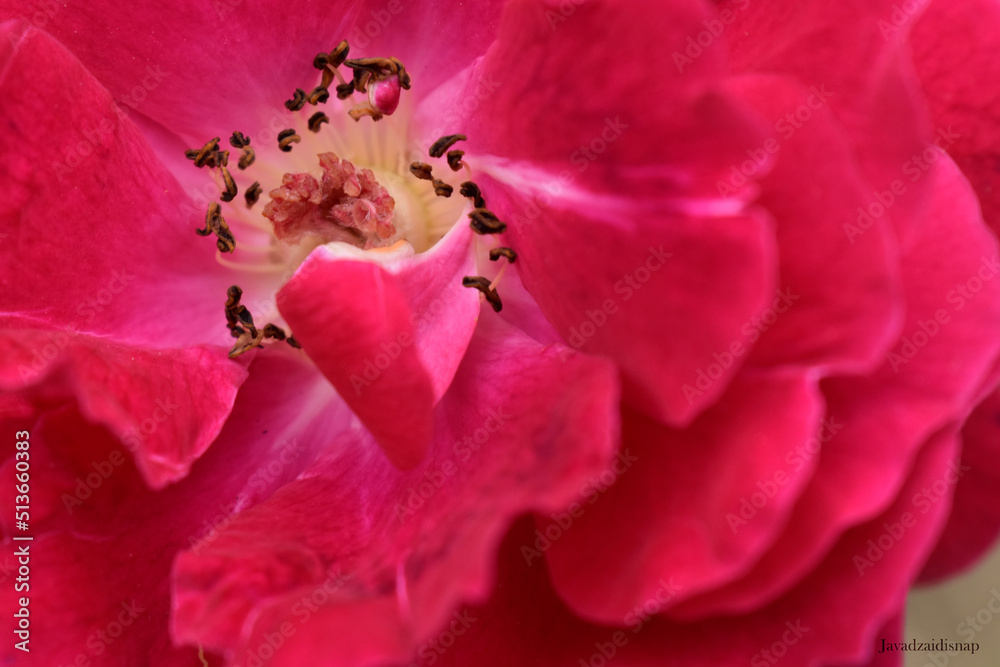 close up of pink flower