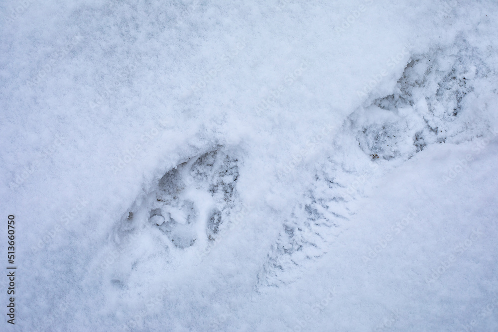 Large dog's footprint in the snow, a dog running through the snow left a paw print