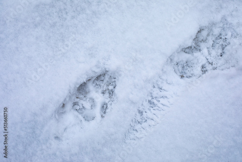 Large dog's footprint in the snow, a dog running through the snow left a paw print © OlgaKorica