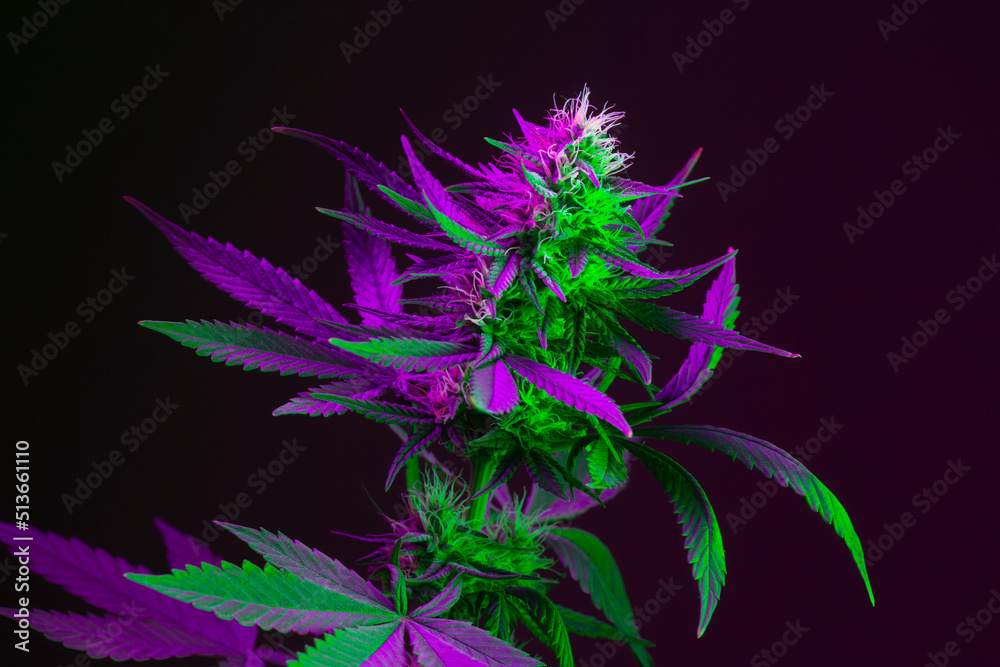 Bright Marijuana Plant. Vibrant medical cannabis colored in purple neon ...