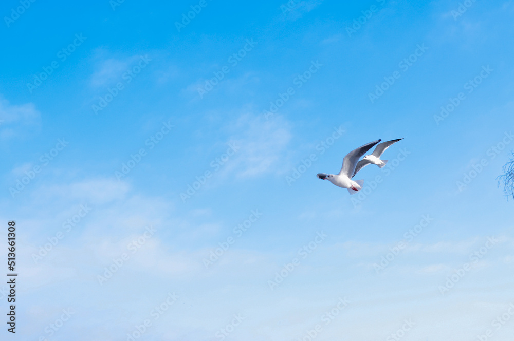 Birds flying in blue cloudy sky copy space Birds flying in blue cloudy sky copy space