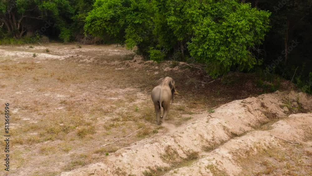Wild elephant view from above in the national park of Sri Lanka. Wild elephant view from above in the national park of Sri Lanka.