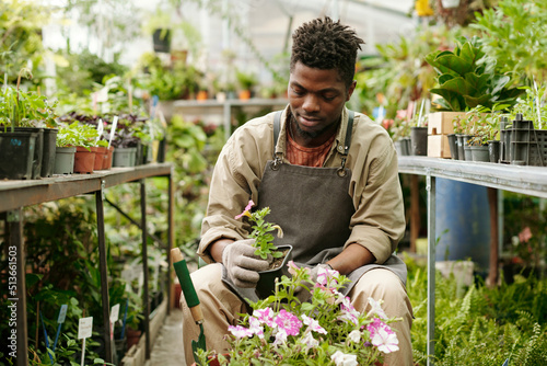 African male florist making flowerbed from pink blossom flowers during his work in flower shop © pressmaster