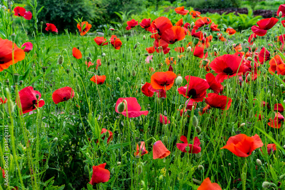 A sun-drenched field with beautiful blooming red poppy flowers. A field of blooming poppies. Beautiful fields of red poppy. Red poppies in the sunlight. Red poppies in the grass. Selective focus. 