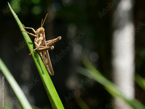 Brown Grasshopper, Bombay Locust on green leaf tree with natural black background,Thailand