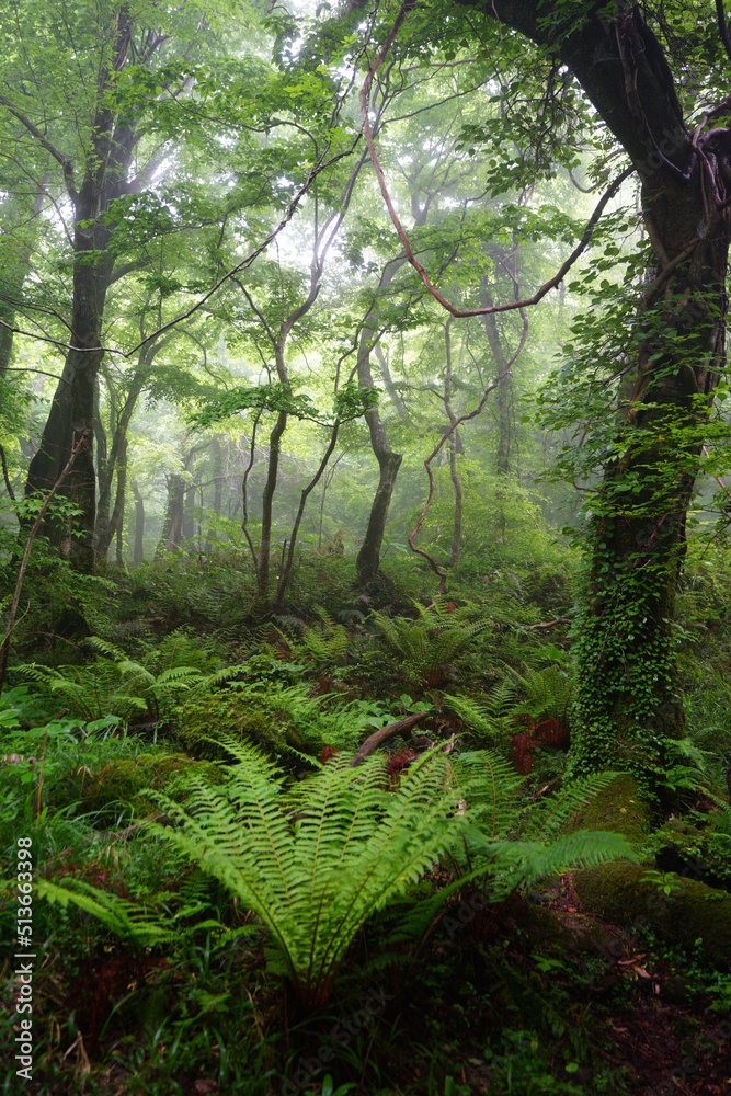 Fototapeta premium primeval forest in mist