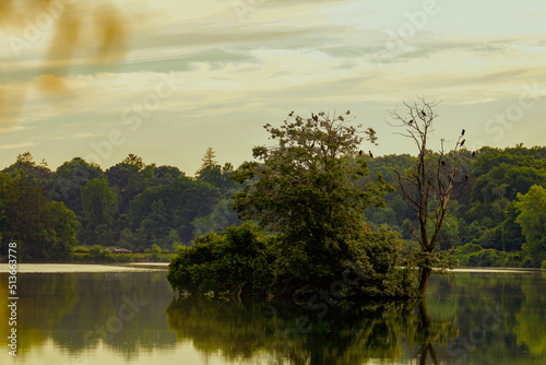 ARBOL EN EL LAGO