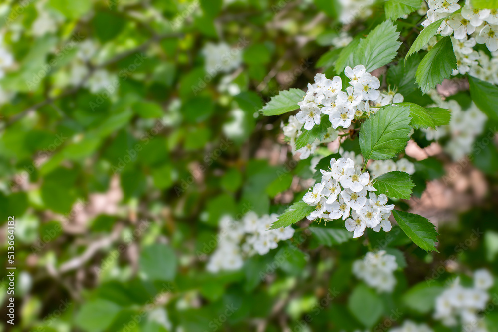 Hawthorn rataegus blossom white flowers on a branch with leaves, hawthorn branch natural background Hawthorn rataegus blossom white flowers on a branch with leaves, hawthorn branch natural background
