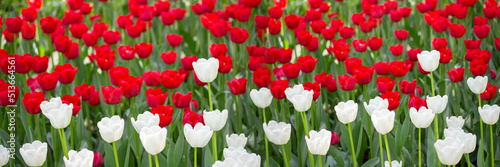 White red tulip blossom panoramic banner season tulip in nature