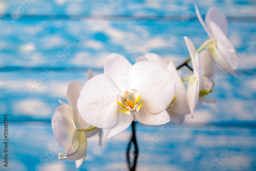 A branch of white orchids on a blue wooden background 