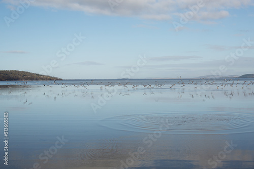Fototapeta Naklejka Na Ścianę i Meble -  Large flock of Seagulls in flight