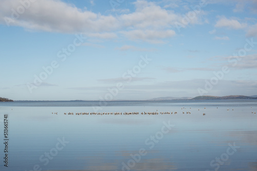 Seagulls and a few Pied Oystercatcher birds on the sand in very shallow water at low tide at Mortimers Bay