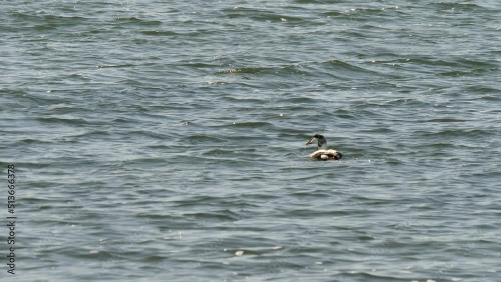 Adult Male Common Eider Floating on Water and Eating a Mussel Adult Male Common Eider Floating on Water and Eating a Mussel