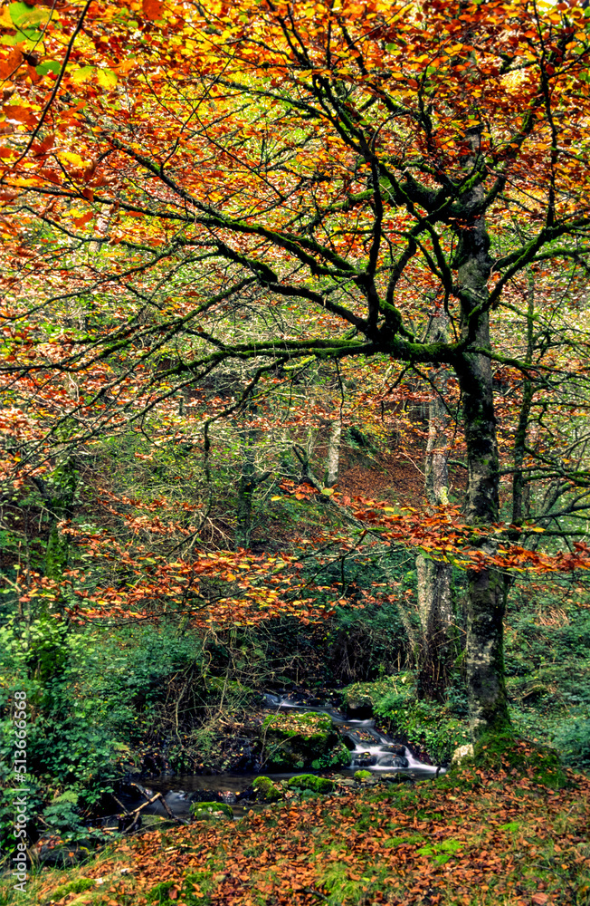 Naklejka premium Barranco de Txangoa.Bosque de Irati.Cordillera pirenaica.Navarra.España.