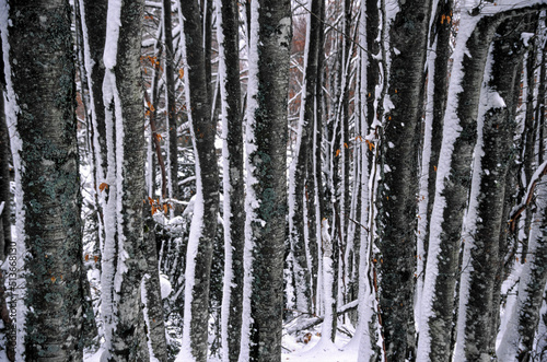 Bosque caducifolio cerca de Ochagavia. Valle de Salazar.Pirineos Atlanticos. Navarra. España. photo