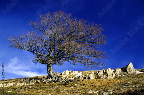 Roble solitario (Quercus Robur)en el monte Pikatua. Valle de Salazar.Pirineos Atlanticos. Navarra. España. photo