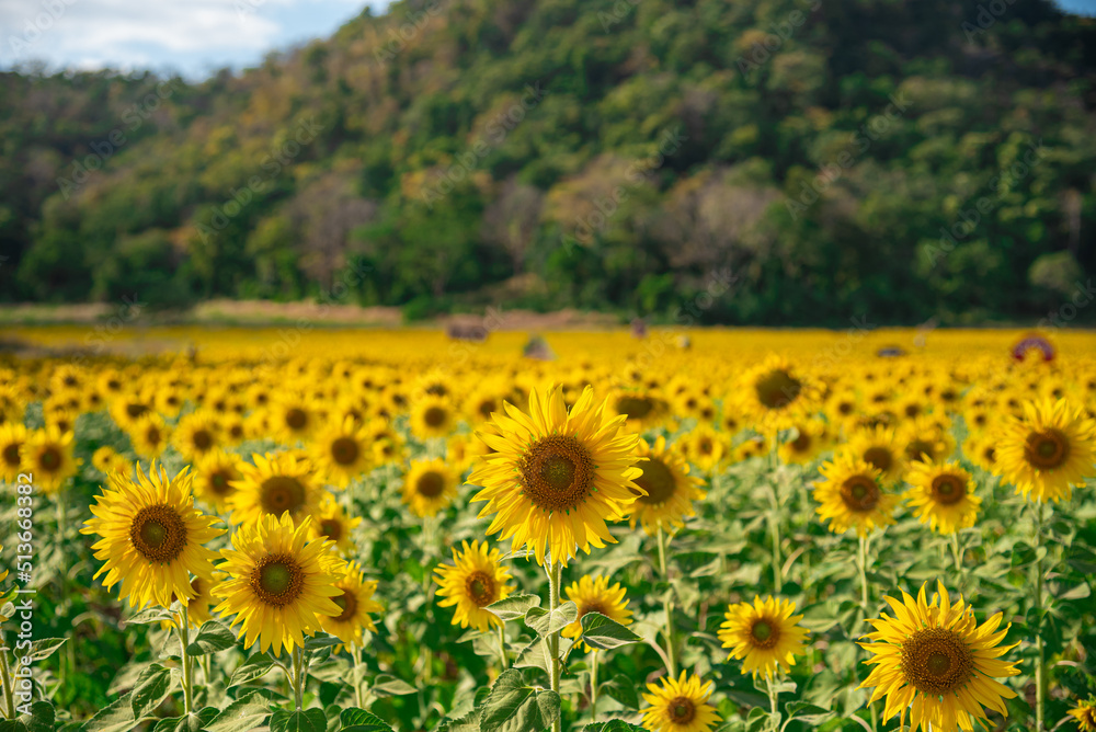 Fototapeta premium Sunflower field.