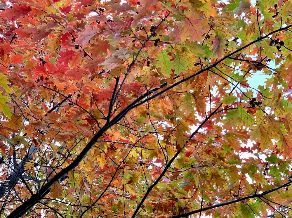 autumn leaves in the sun autumn leaves in the sun
