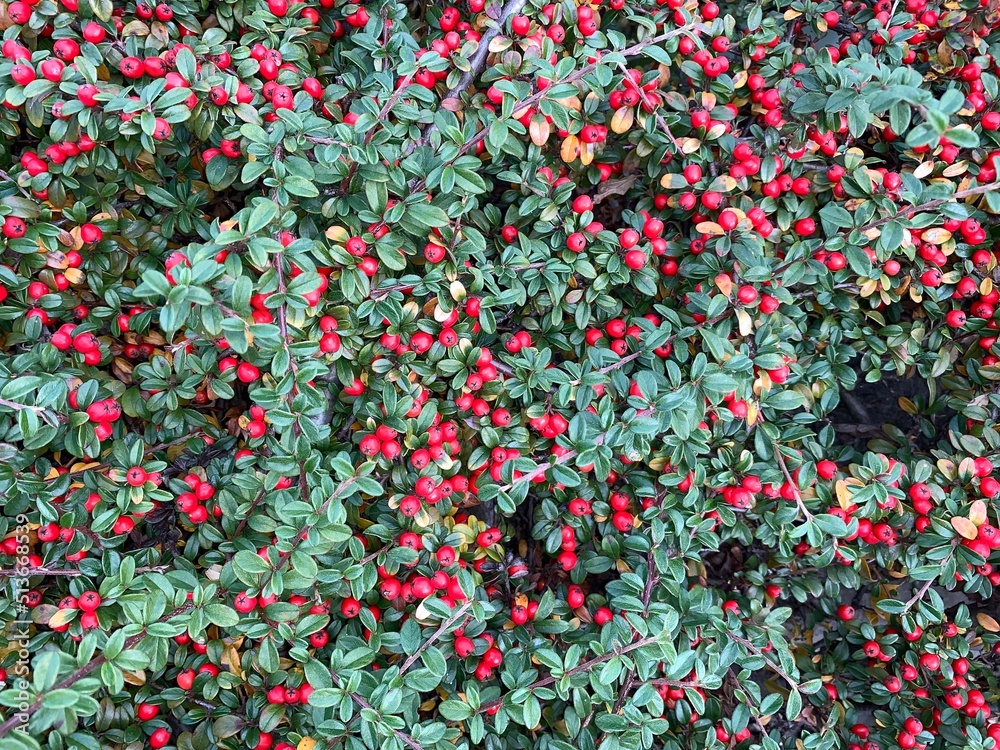 red berries and green leaves background