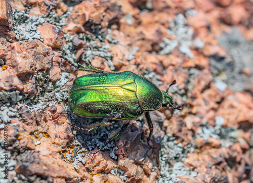 A Rose Chafer  on the granite stone. The  large golden with an emerald greenish sheen beetle.