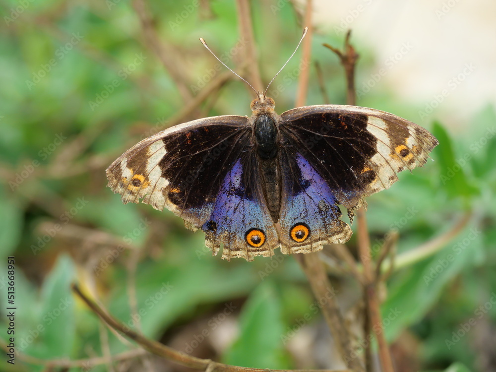 Obraz premium Blue Pansy Butterfly on tree with natural green background, The pattern resembles orange eyes on the black and blue and purple and yellow wing