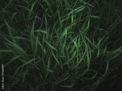 natural abstract background with green grass and raindrops 