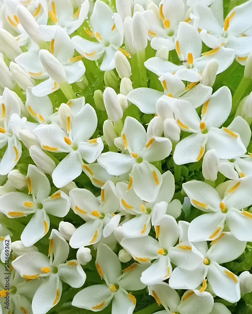 Fototapeta premium Siamese White Ixora soft focud as a background,postcard
