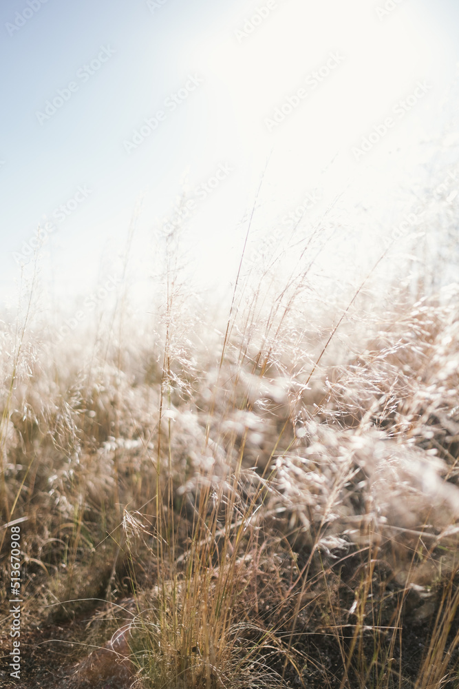 Light shining through Summer grass