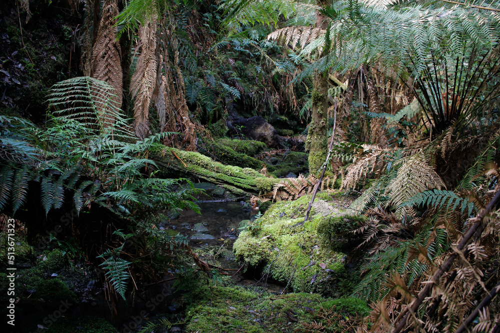 Ferny rainforest in Cradle Mountain Ferny rainforest in Cradle Mountain