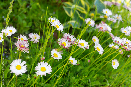 Fototapeta Naklejka Na Ścianę i Meble -  Meadow chamomile flowers are white and purple in the meadow close-up. Chamomile flower field. Chamomile in nature.
