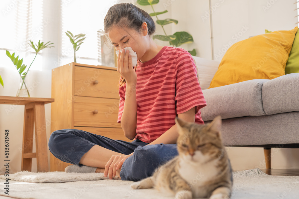 Asian young woman, girl hand in sneezing from fur allergy while playing with her lovely cat, pet on carpet in living room at home, apartment. Health care rhinitis diseases allergic to animal hair. Asian young woman, girl hand in sneezing from fur allergy while playing with her lovely cat, pet on carpet in living room at home, apartment. Health care rhinitis diseases allergic to animal hair.