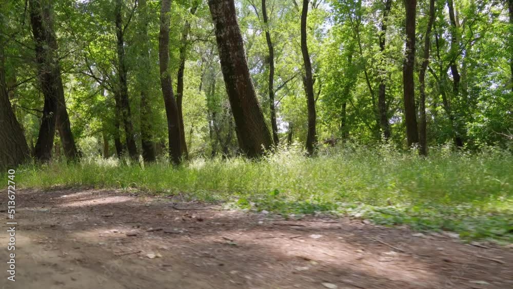 walking along a forest path or road, beautiful summer landscape, trees with green leaves and bright sunlight, low shooting angle walking along a forest path or road, beautiful summer landscape, trees with green leaves and bright sunlight, low shooting angle