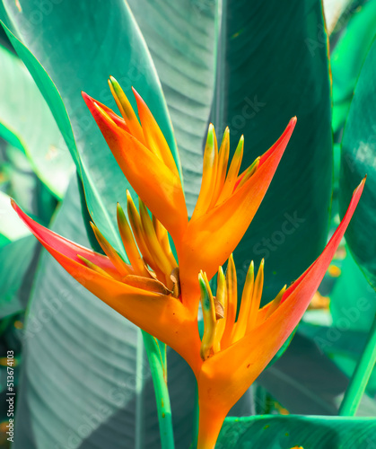 nature flower background beautiful flowers made with color filters.