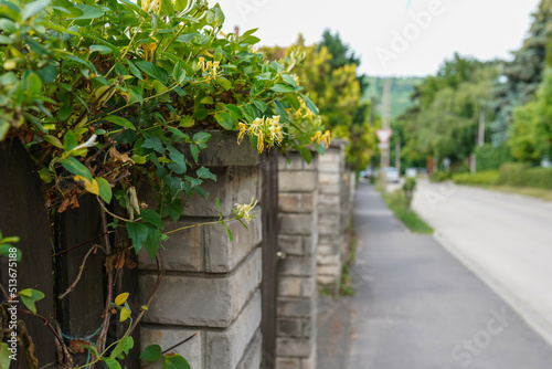 fence and climbing green plants near house. street © Nastya