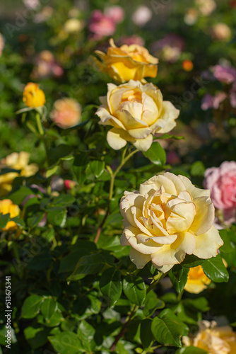 bush of yellow roses in the garden background