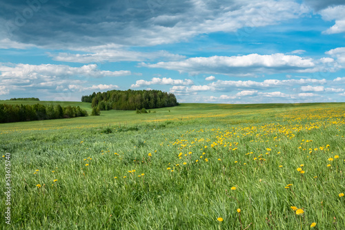 Summer green field with blue sky. Photo on the topic summer, nature. © Zuev Ali