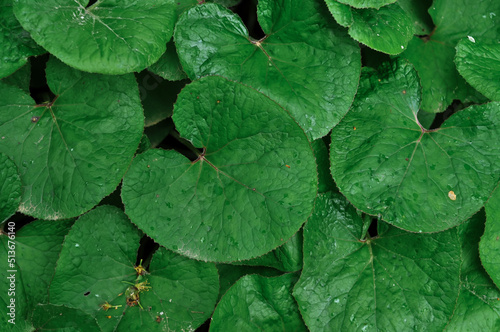 Fresh green Leaves background texture copy space . High quality photo