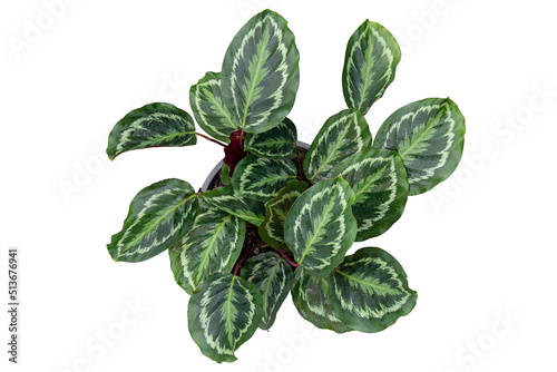 Top view of Calathea roseopicta (Linden) Regel Medallion plant with drops in black plastic pot isolated on white background included clipping path.
