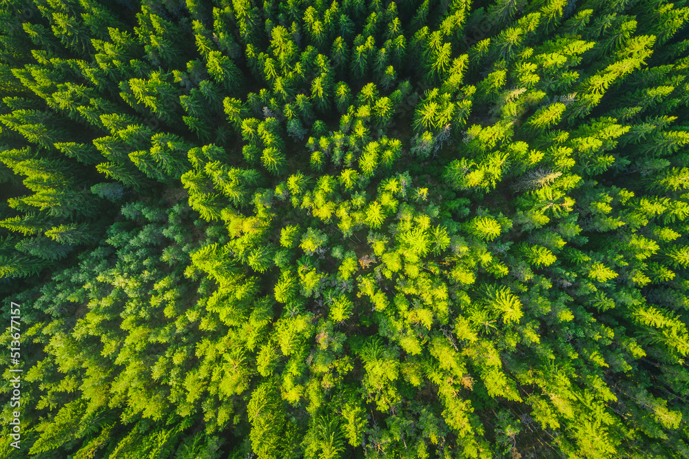 Forest as texture background aerial view. Green pine trees.