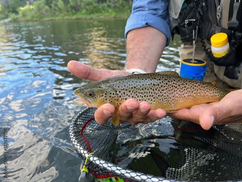 Fototapeta Naklejka Na Ścianę i Meble -  catch of a beautiful brown trout by a fly fisherman